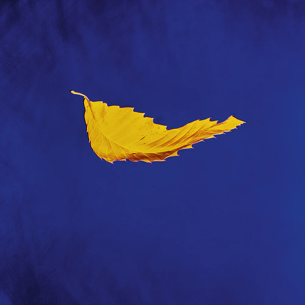True Faith (12" Single) - Image 3